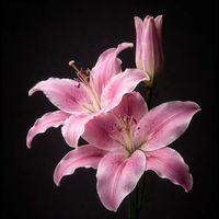 muffin_265