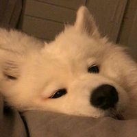 ปลาปากแตร