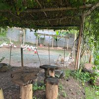 เสียงต้นฉบับ - ชาววี่🐦