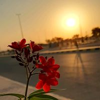 sharif6767