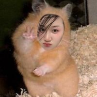 velvet_yy