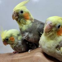 hamarepets1
