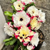 adenium.tulungagung