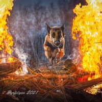 malar_malinois
