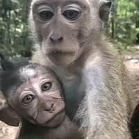 suara asli - riko🫶fira