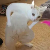 original sound - hsaaylnwza007