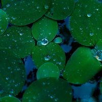 ホワイトハッピー