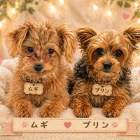 オリジナル楽曲 - 48推し親子丼A🦄A🥦K🙈⭐️こたせな🙈🌏💫