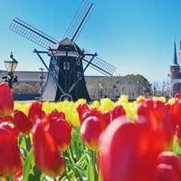 tuliplip61