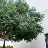 original sound - yasser_4k1