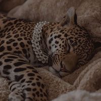 stellamrsl
