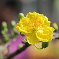 nhạc nền - Bà Lão Và Con Heo