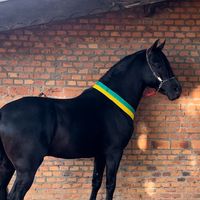 cavalos_ferreira