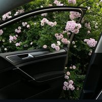 nouranoor75