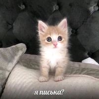 vilkahubava