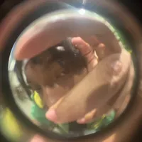 original sound - superchoque_999