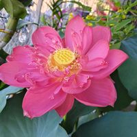 nhạc nền - trùm thanh lý đồ điện tử bavet