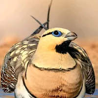 original sound - 93x8_