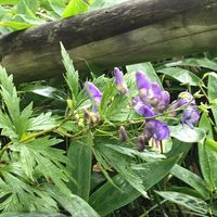 オリジナル楽曲 - トリカブト