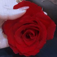 walaa_mostafa828