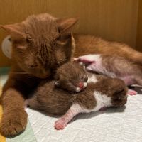 tinypawsvt