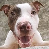 amordequatropata