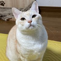 オリジナル楽曲 - モナカくん