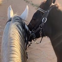 عزيز غيبه يشغال في