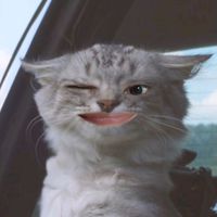 suara asli - caca