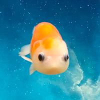 オリジナル楽曲 - ラピタ🎵