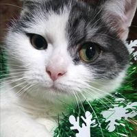 loiskittywow