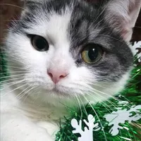 original sound - loiskittywow