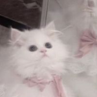 オリジナル楽曲 - 羽花🕊💐