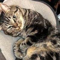suara asli - 💙Lieluvebiu💙