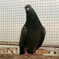 ch_pigeons82