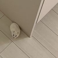오리지널 사운드 - ⋆ ̊࿔ 이안θρ ̊⋆