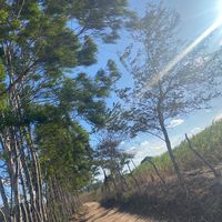 lloveyounatanzinholima