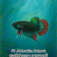 sukawkim2001