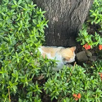 original sound - juum_pum