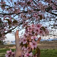 nhạc nền - hải Nguyễn 🇻🇳16-🇯🇵