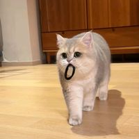 charliecat