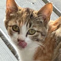 sorachan.nel