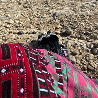 maher_.baloch