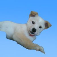 オリジナル楽曲 - 酢ん