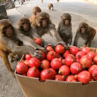 feeding_animal_faf