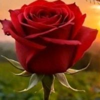 lavienrose140