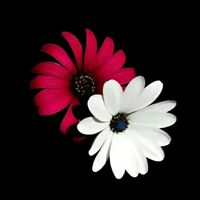 shabnur_akter_775