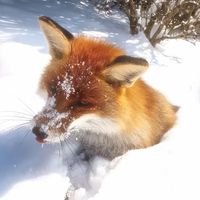 xxwhitechocoxx