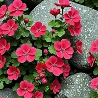 original sound - ozrkzeynep0505