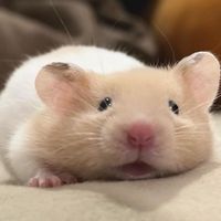hamster.hi.nch